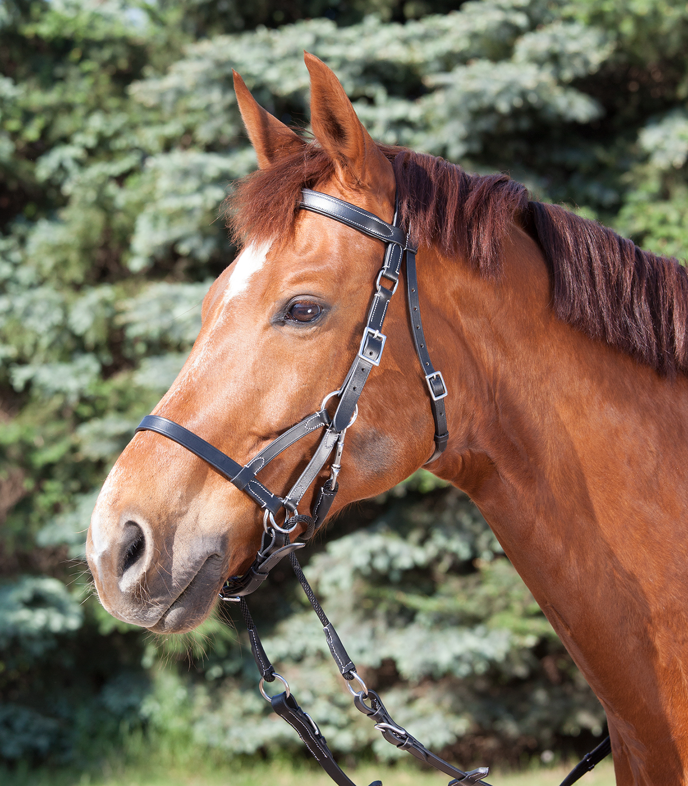 STAR Two Bitless Bridle black