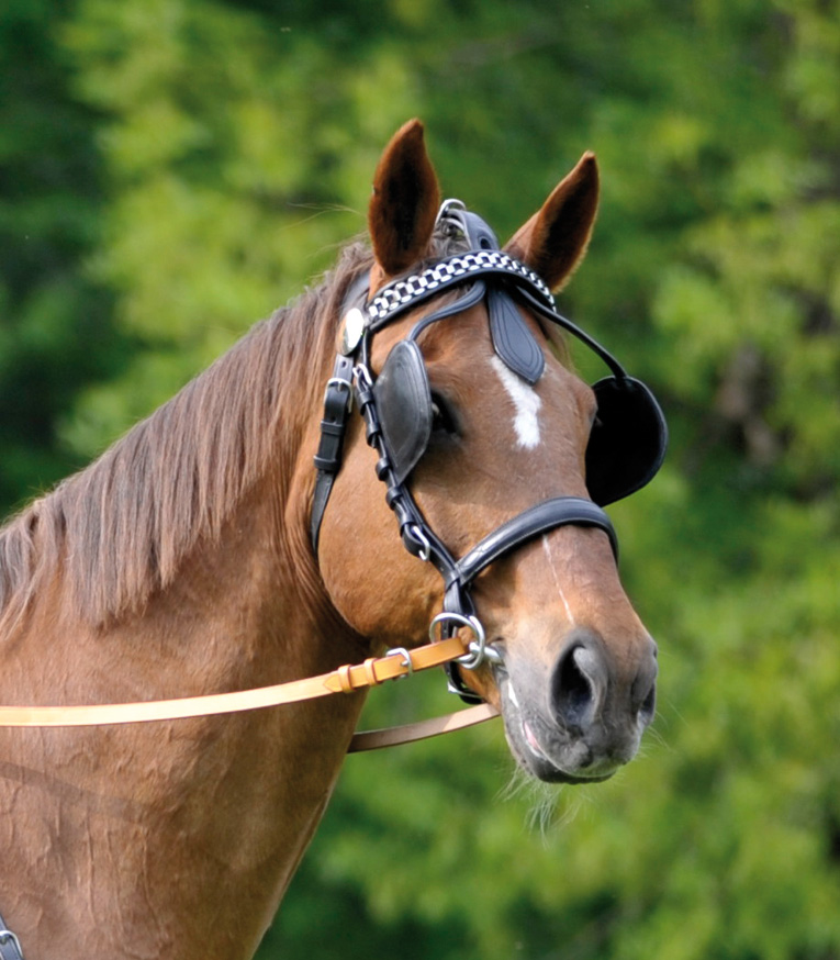 Bridle with Blinkers black
