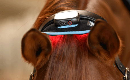 Infrared therapy for horses – what is the real effect of deep heat on muscles and joints?