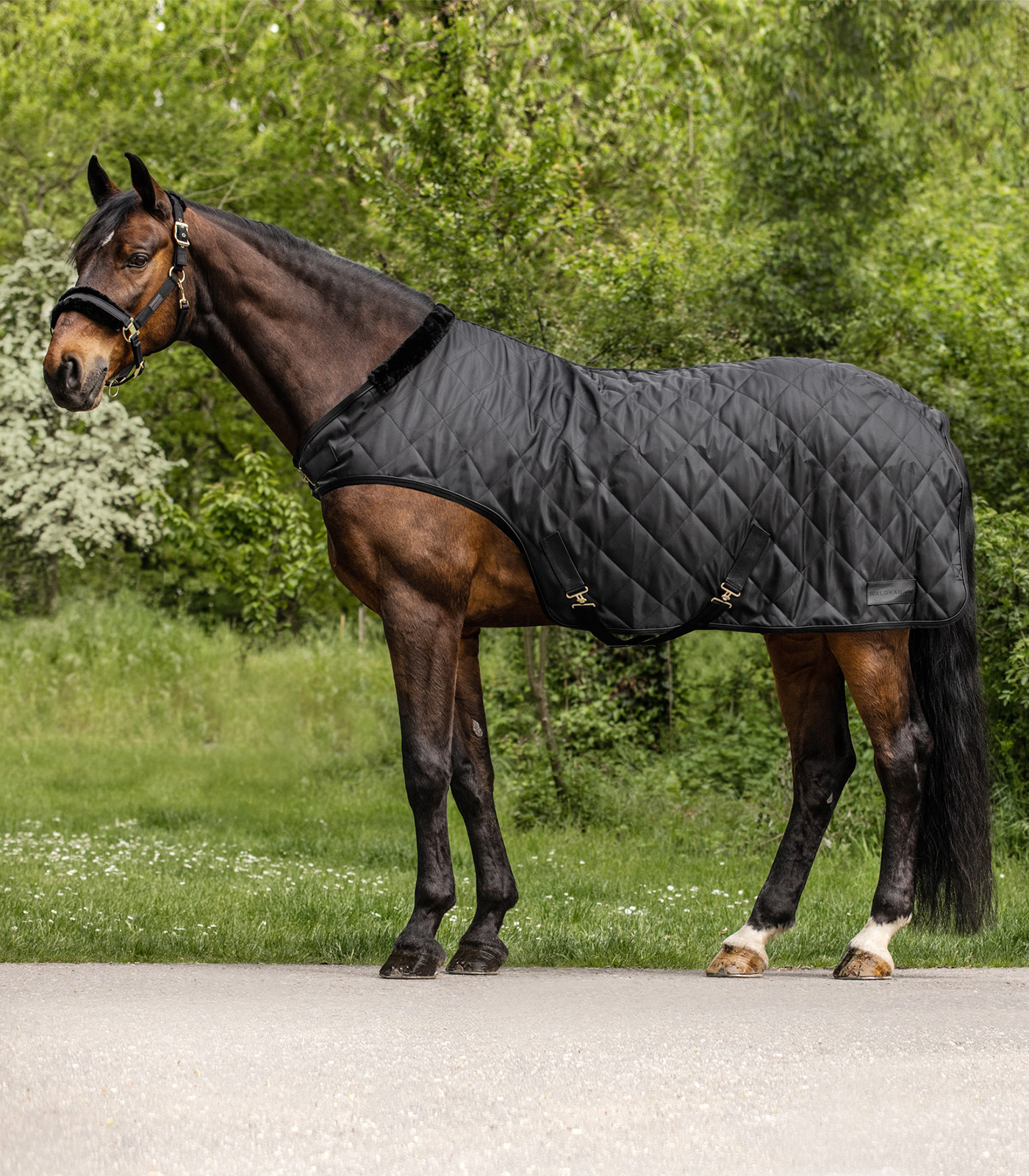 Exclusive Horsewalker Sheet, 50g black