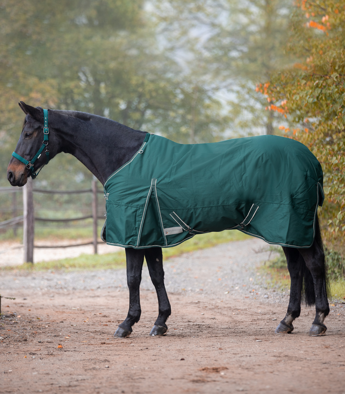 Economic Turnout Rug, 50g fir green