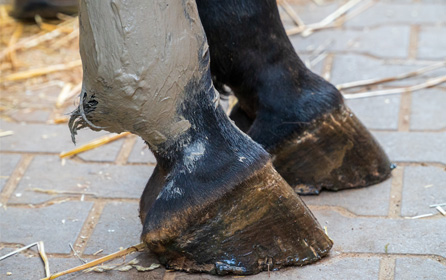 Horse First-Aid Kit: The Right Supplies for Emergencies and Daily Care Horse First-Aid Kit: The Right Supplies for Emergencies and Daily Care