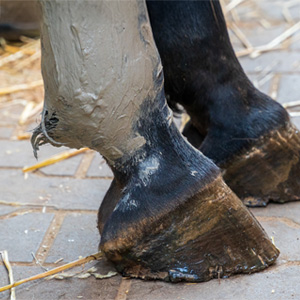 Image title Image alternate text