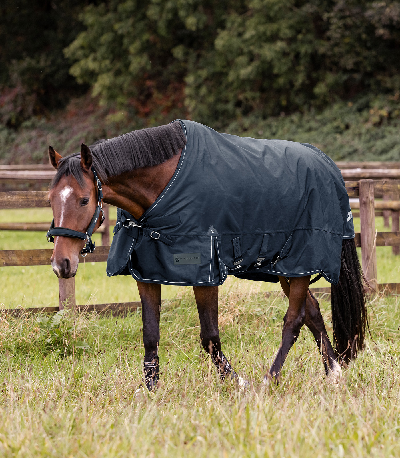 SCANDIC Turnout Rug, 200 g