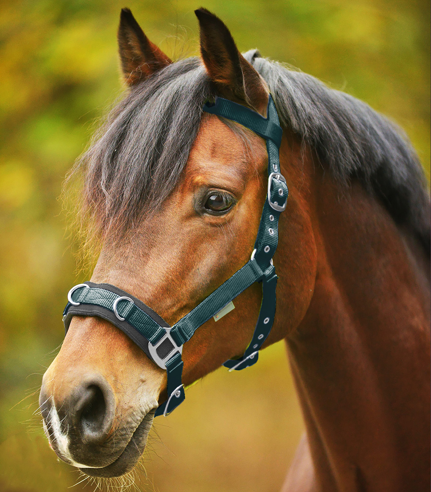 Economic Lunging Halter fir green