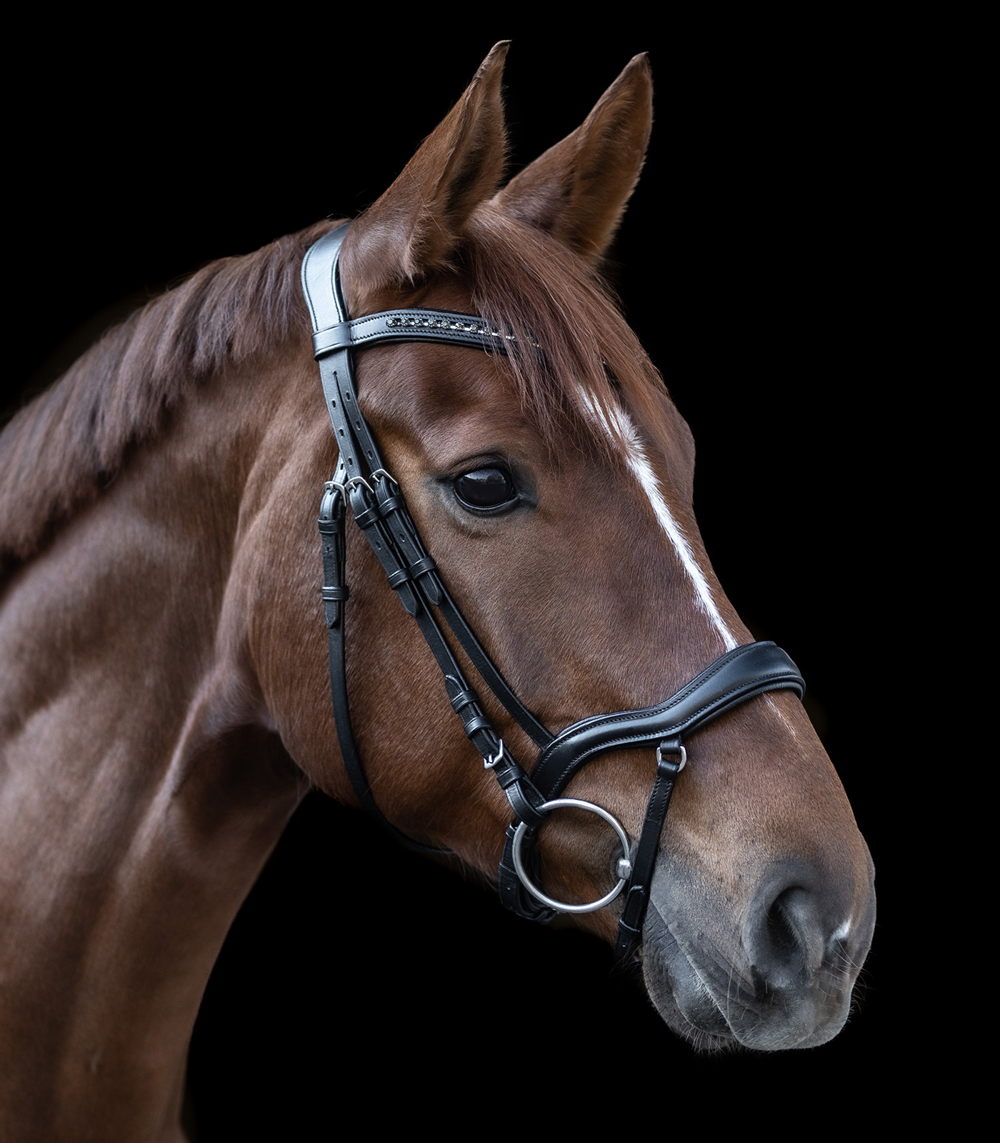 Waldhausen X-Line Bridle New Shape II