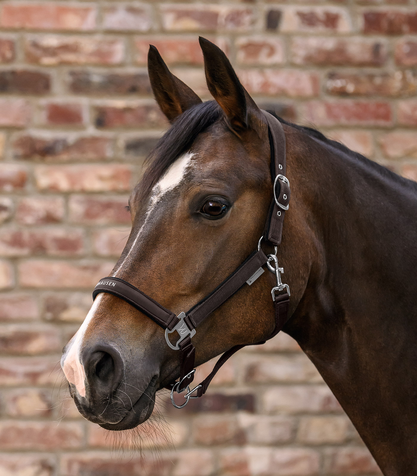 Halfter Athletic espresso