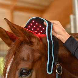 Image alternate text