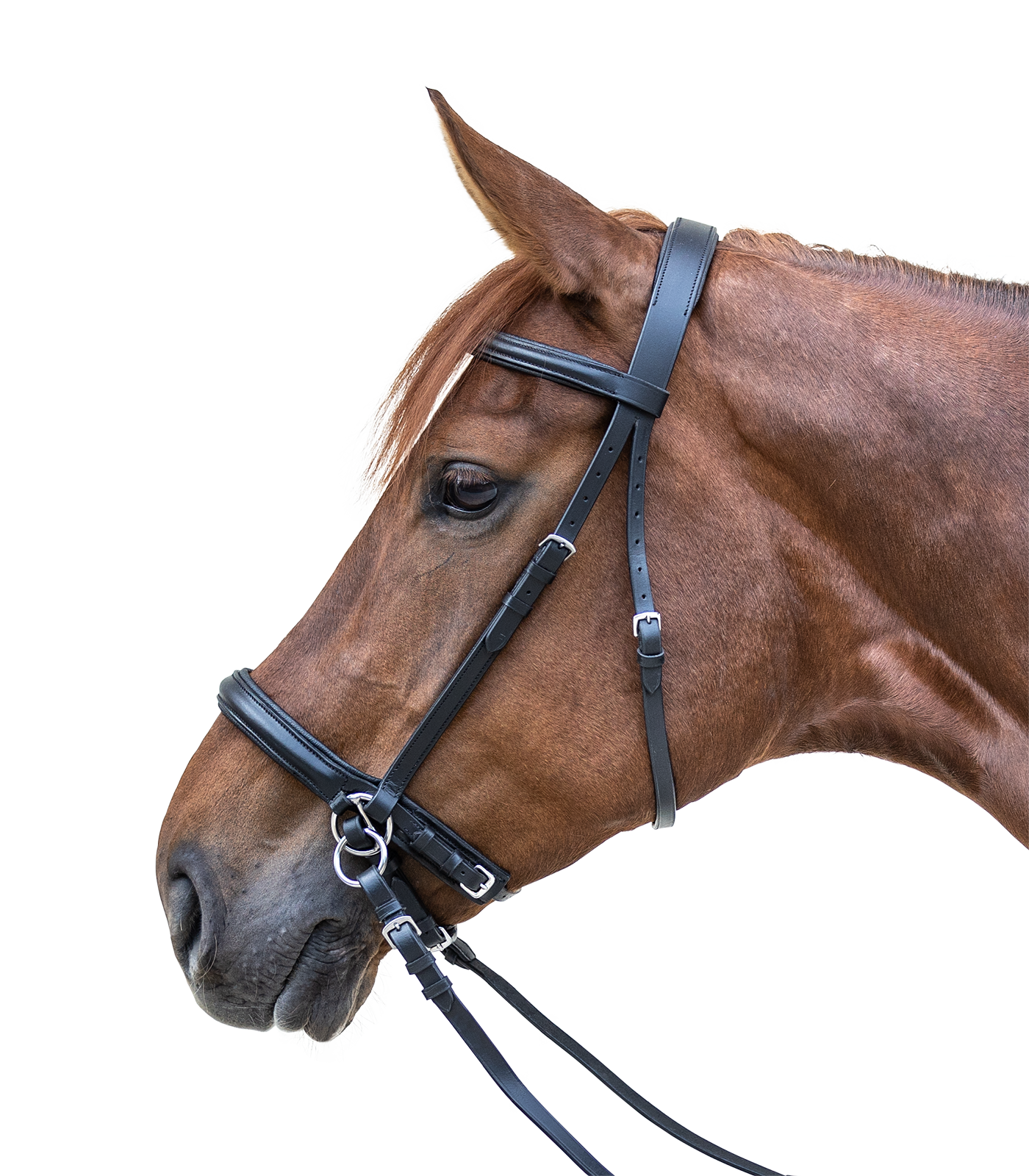 STAR Bitless Bridle