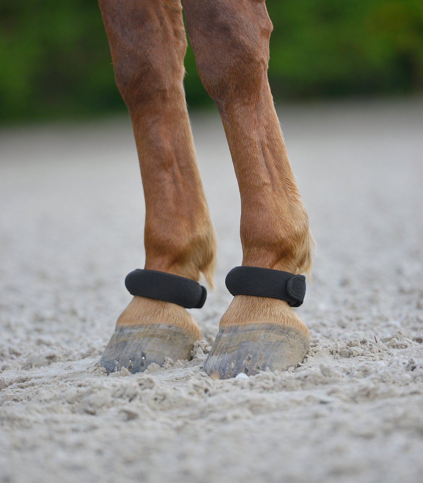 Fetlock Rings, Pair