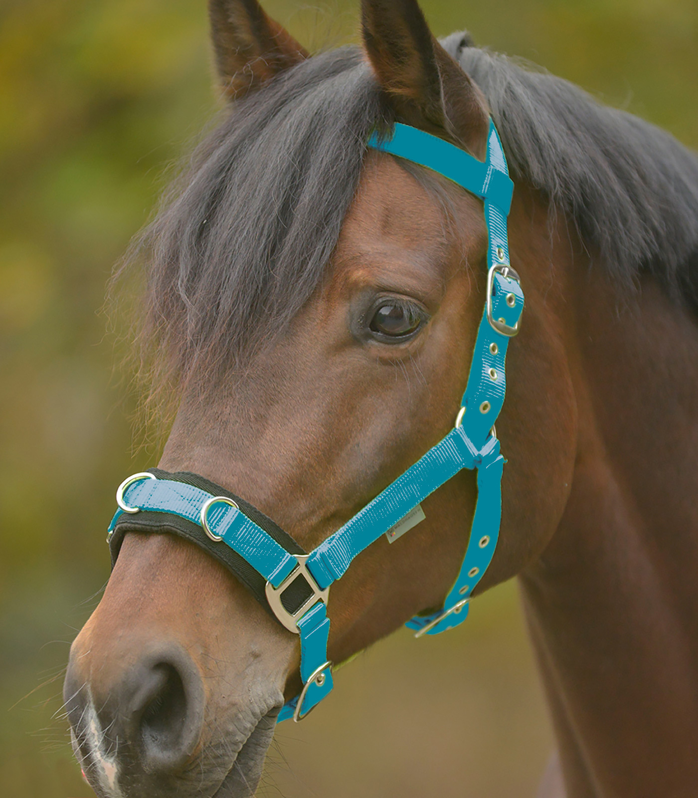 Economic Lunging Halter azure blue