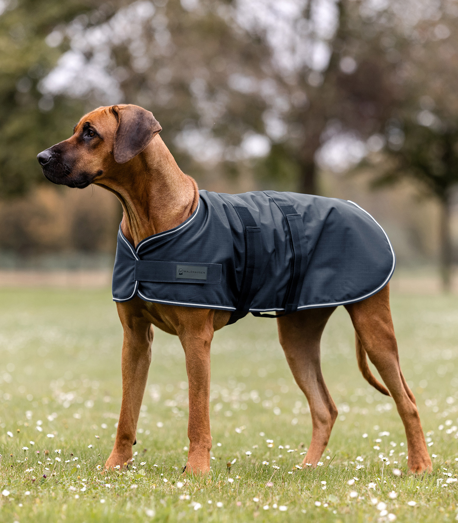 Cappotto per Cani Hunter Milford Verde 45 cm Cappotto per Cani Hunter Milford Verde 45 cm