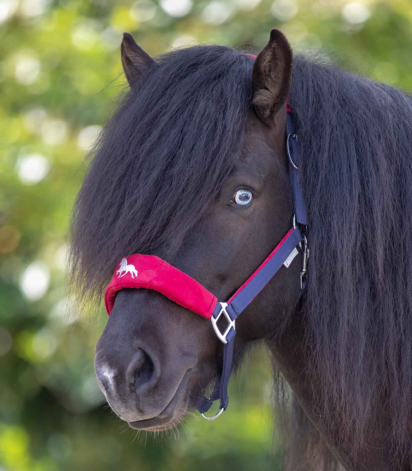 Hellnar Icelandic Halter