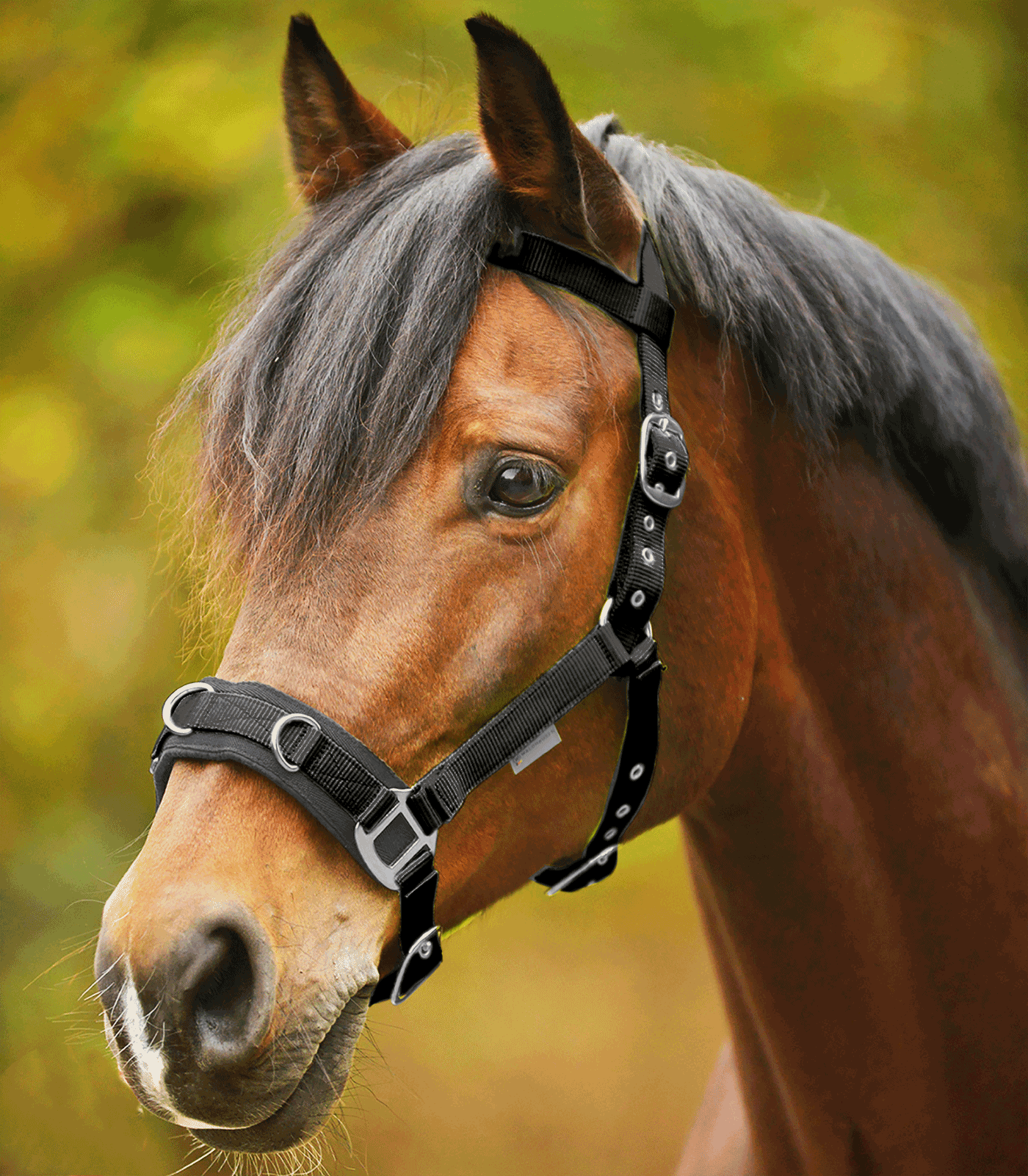 Economic Lunging Halter black