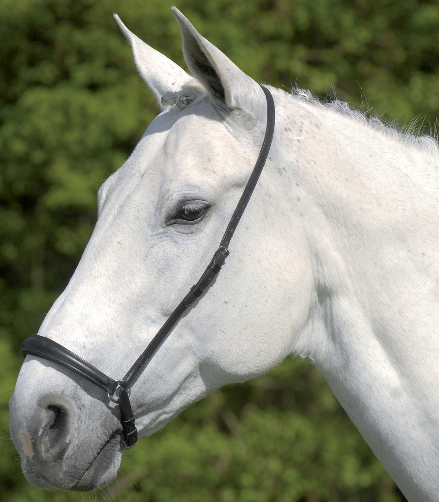 Waldhausen S-Line Drop Noseband