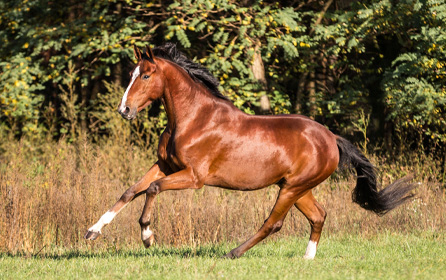 Horse Management – Which Type of Care and Management Suits My Horse Best? Horse Management – Which Type of Care and Management Suits My Horse Best?