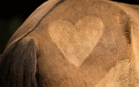 Fecal Water in Horses Fecal Water in Horses