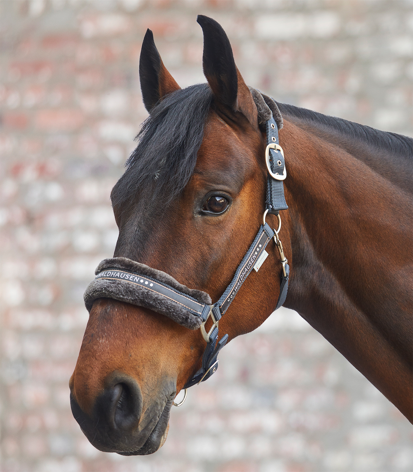 Elegant halter asphalt