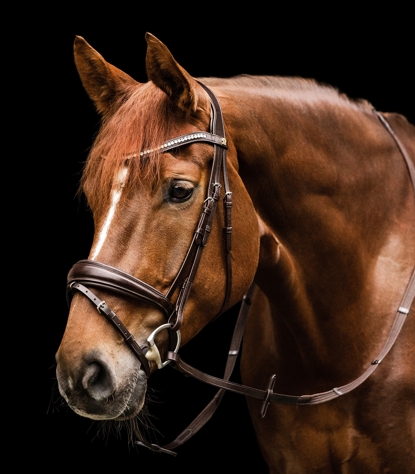 Waldhausen S-Line Essential Bridle