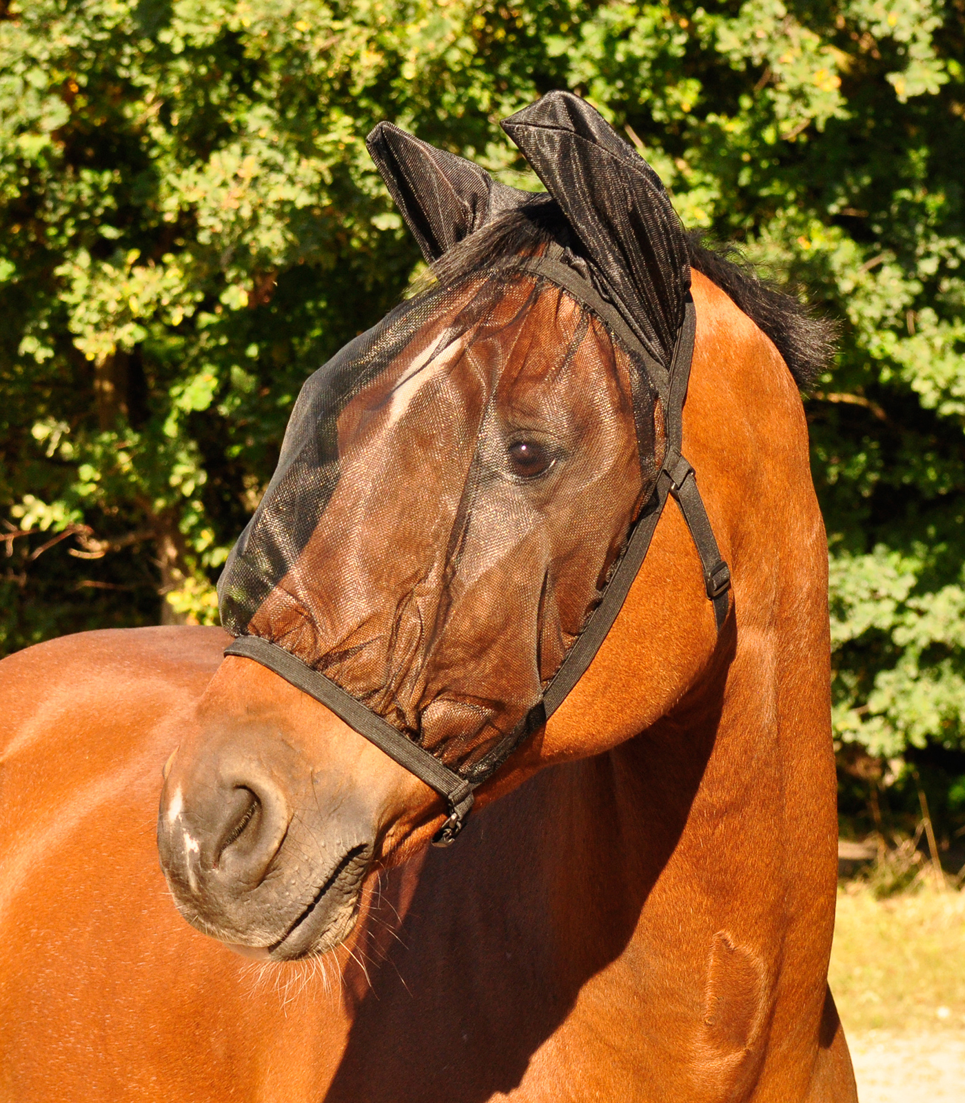 Anti Fly Bonnet Basic, with Ear Protection