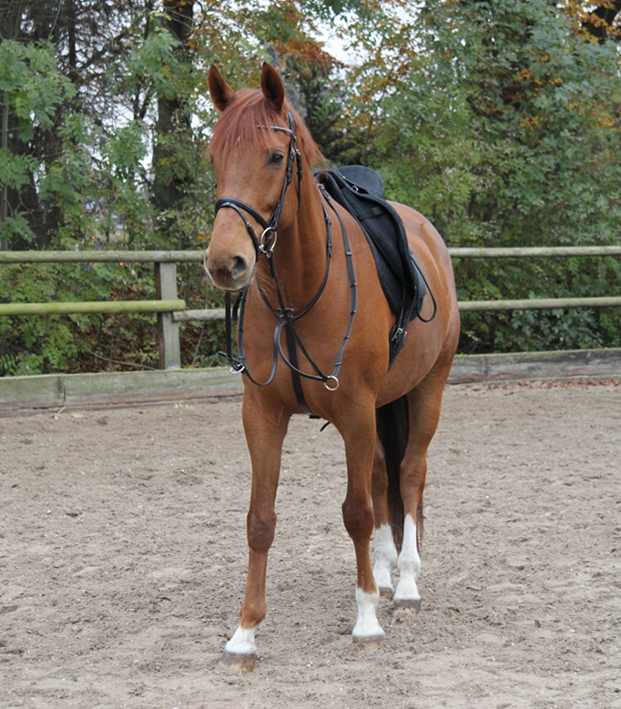 STAR Martingale