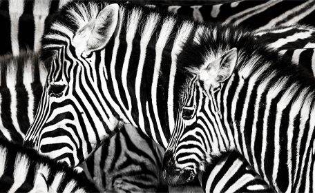 Zebra Pattern with a Purpose: Why Striped Horses Are Less Bothered by Flies