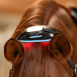 Image alternate text