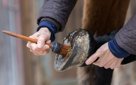 Healthy Hoofs - healthy horses: the basics of hoof care Healthy Hoofs - healthy horses: the basics of hoof care