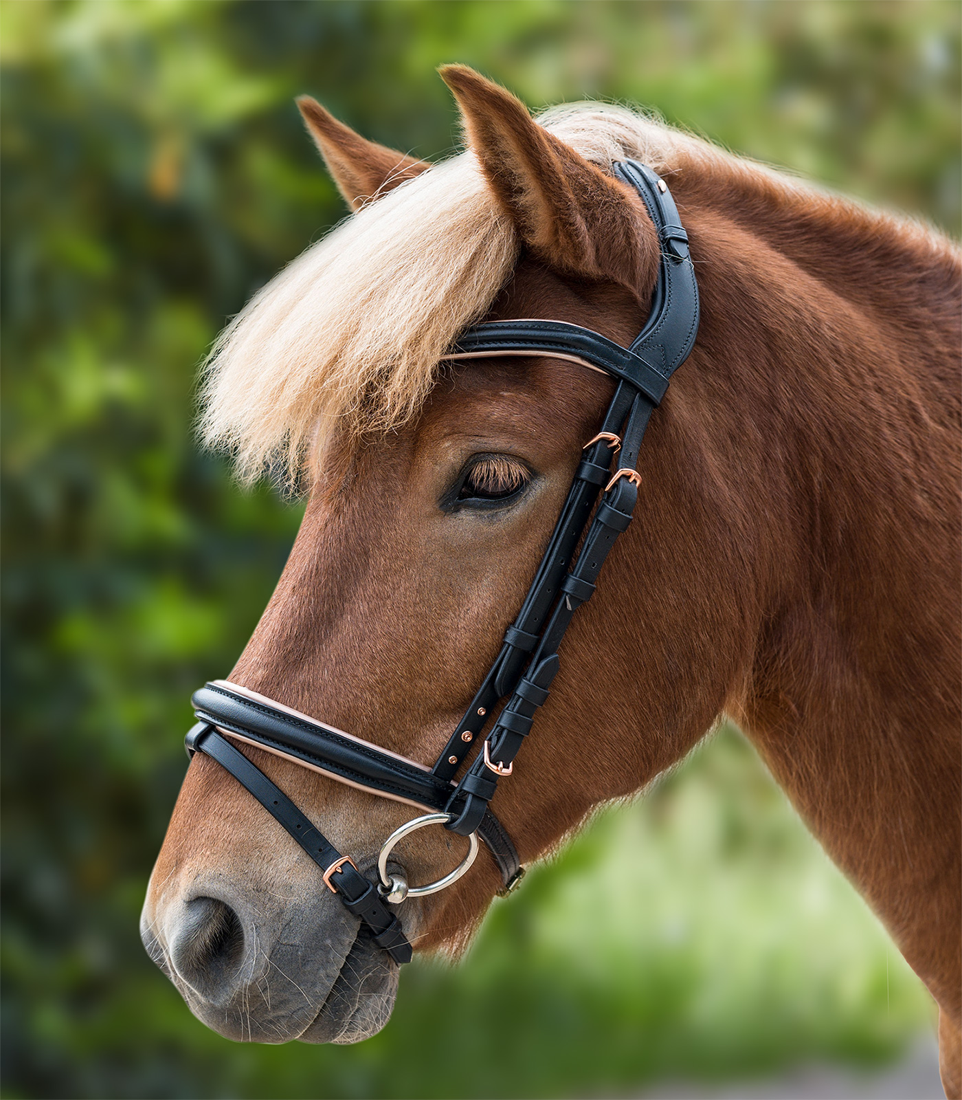 Rose Icelandic Bridle