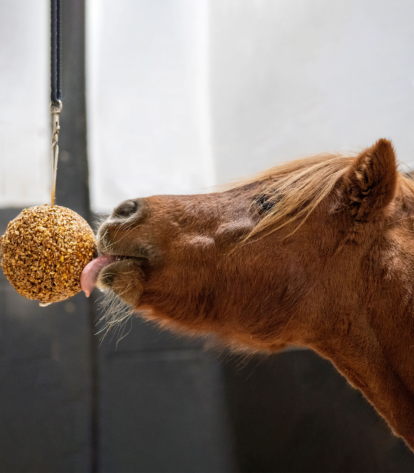 Likit Granola Stall-Ball 1,6 kg