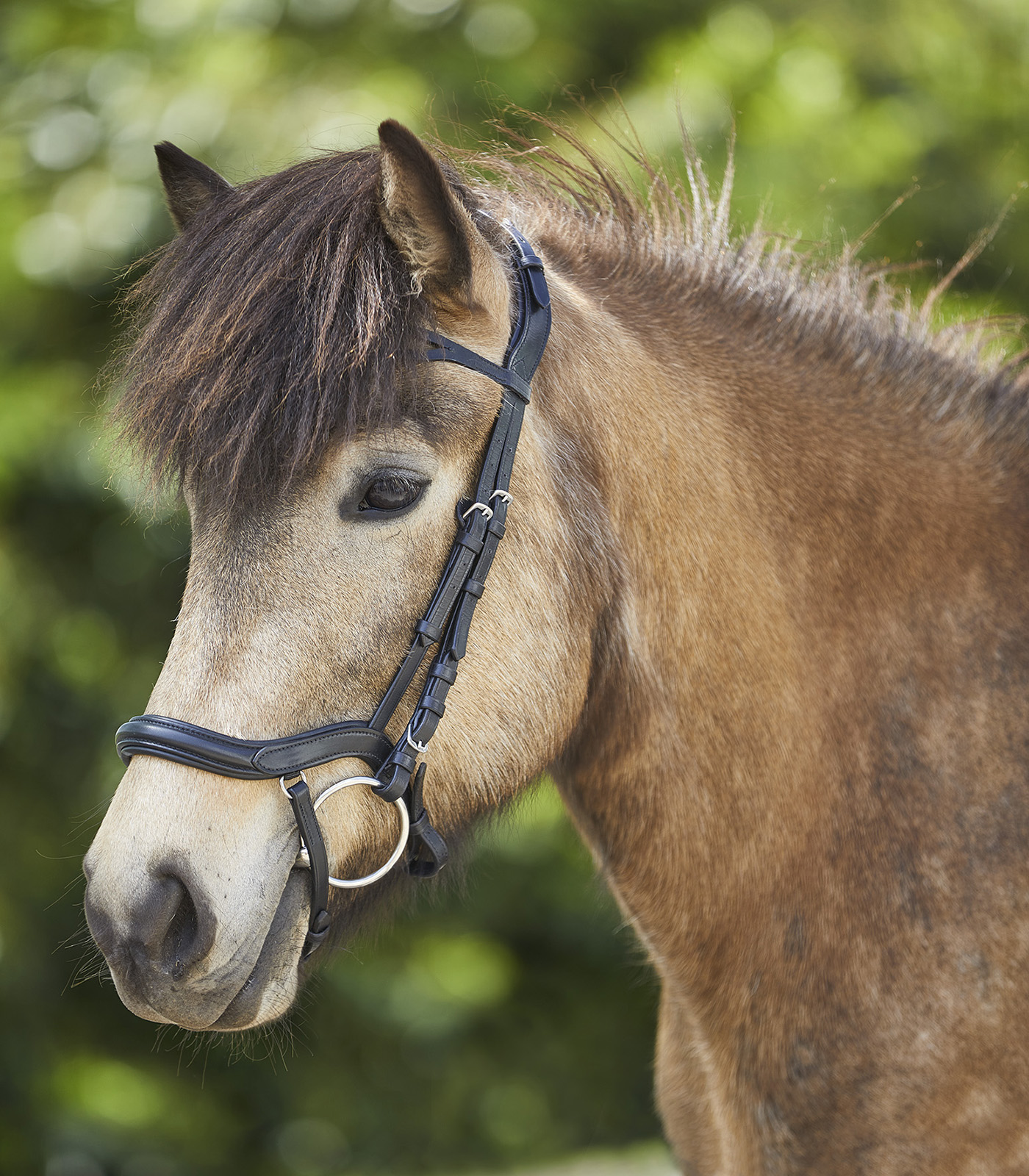 Anatomical Icelandic Bridle