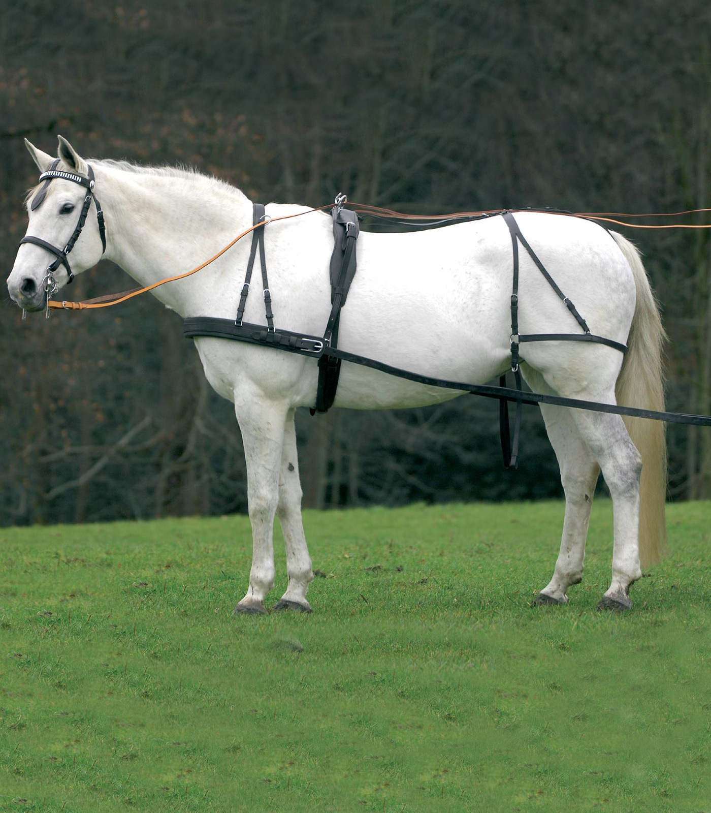 Single Harness Economic, Cob and Full black