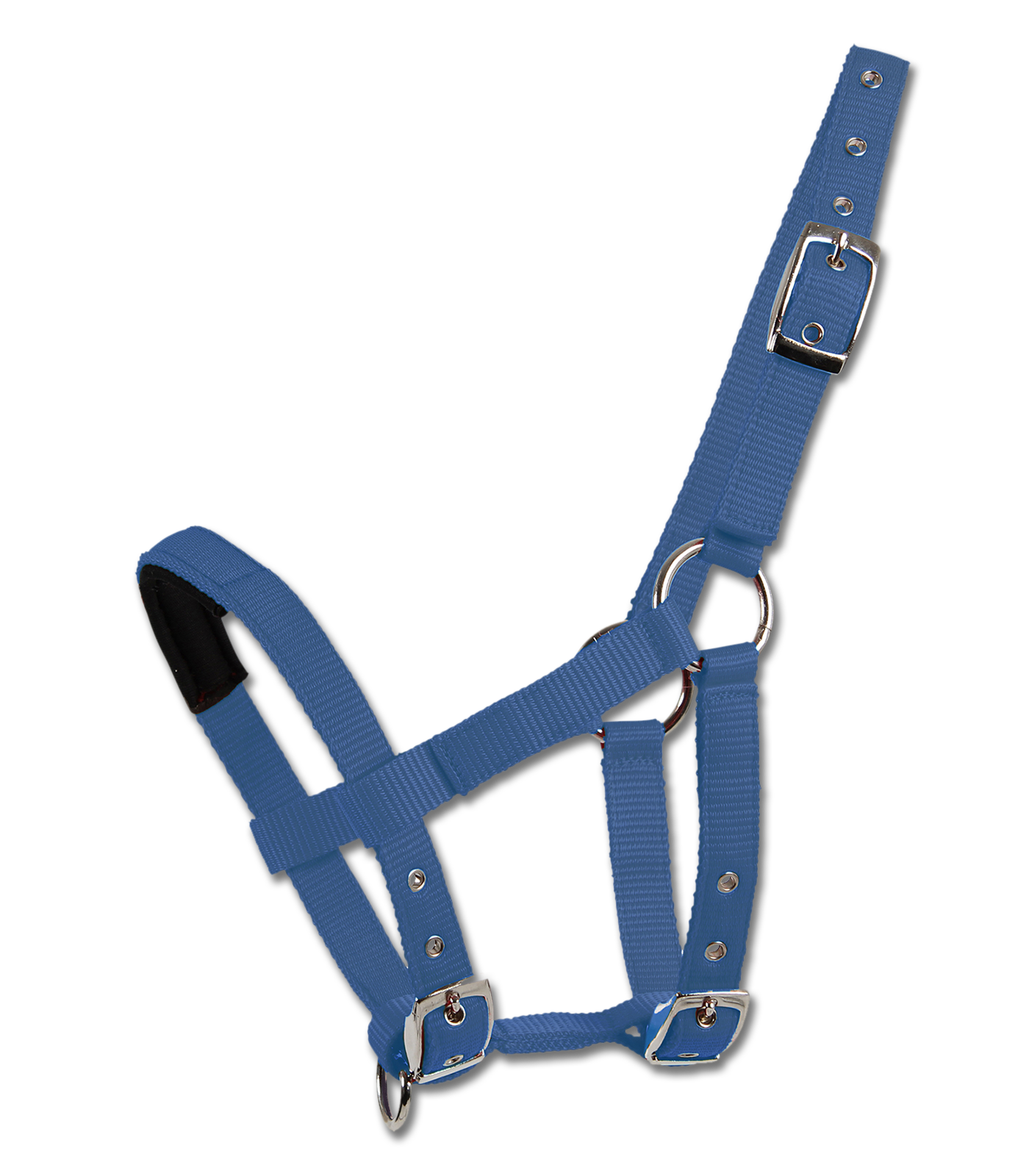 Halter for Mini-Shetty