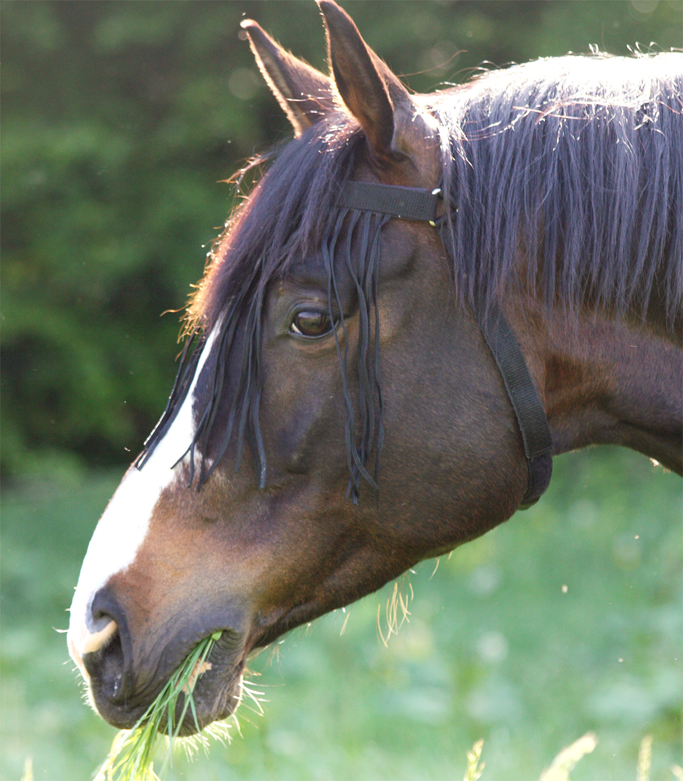 Fly Fringe with head part