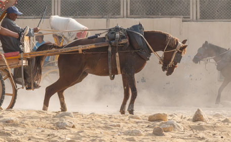 Pferdehilfe Kairo e. V. and Their Mission to Help Animals