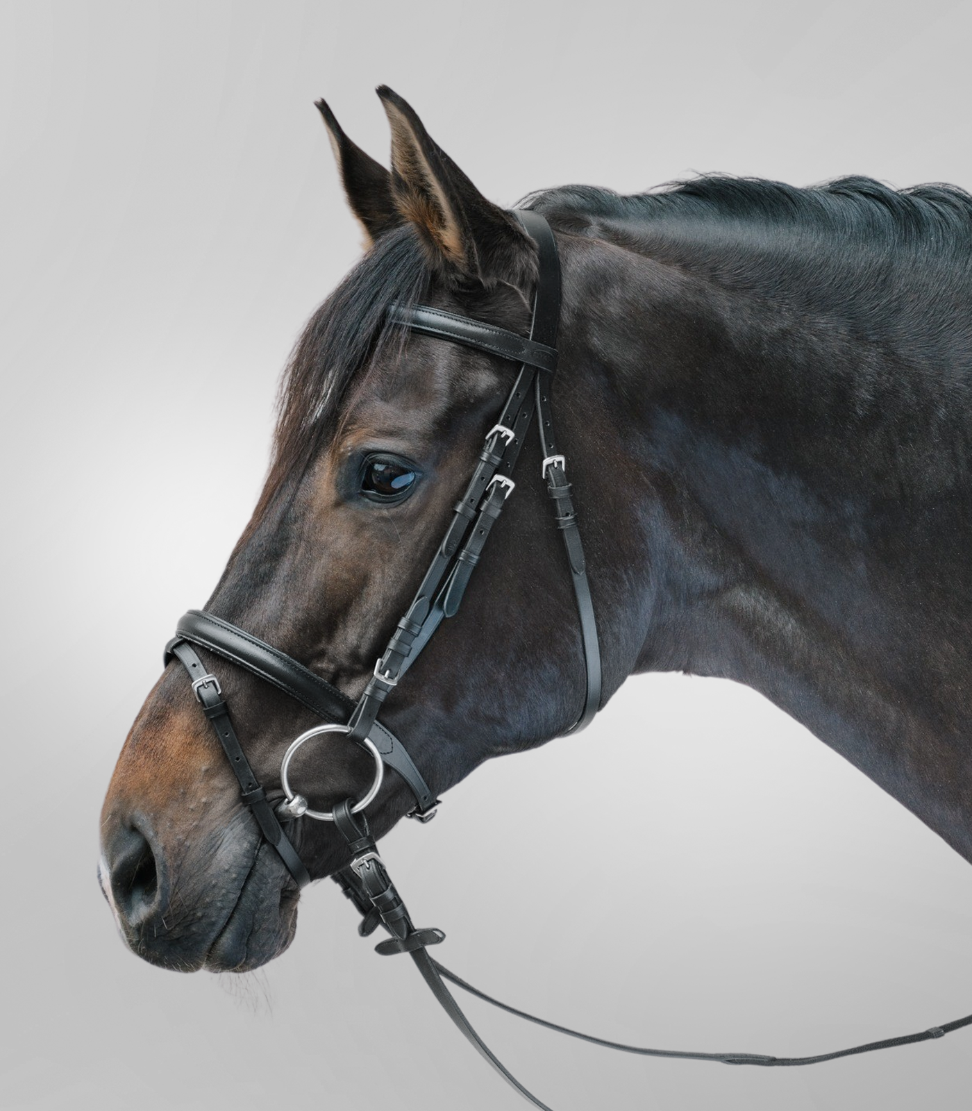 STAR Bridle Lifestyle black/white