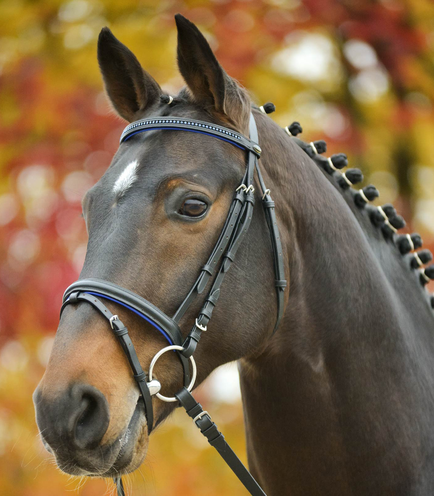 STAR Bridle Diamond blue