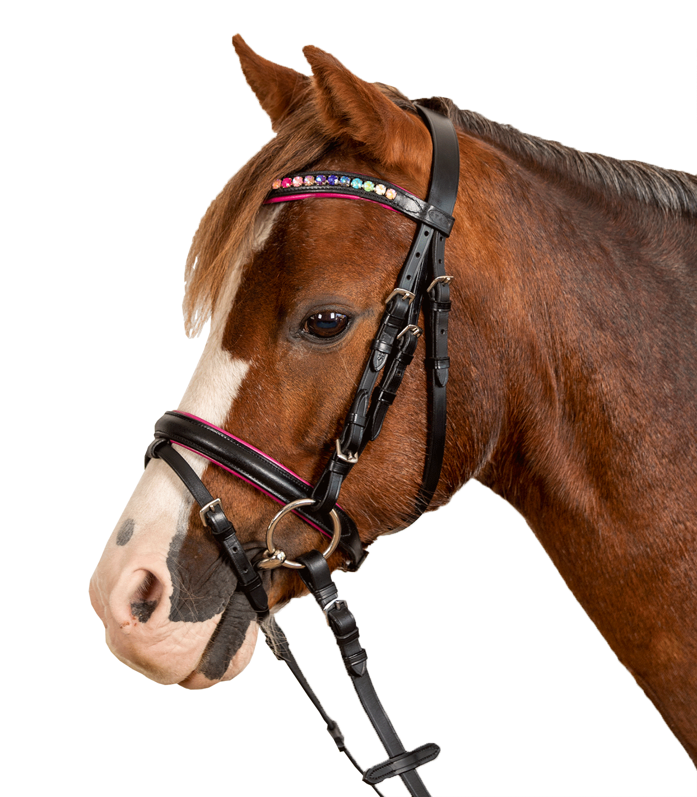 Pinky STAR Bridle black