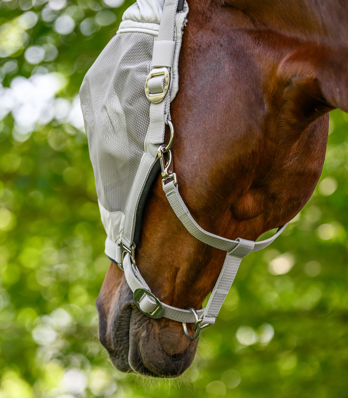 PREMIUM Fly mask with Halter