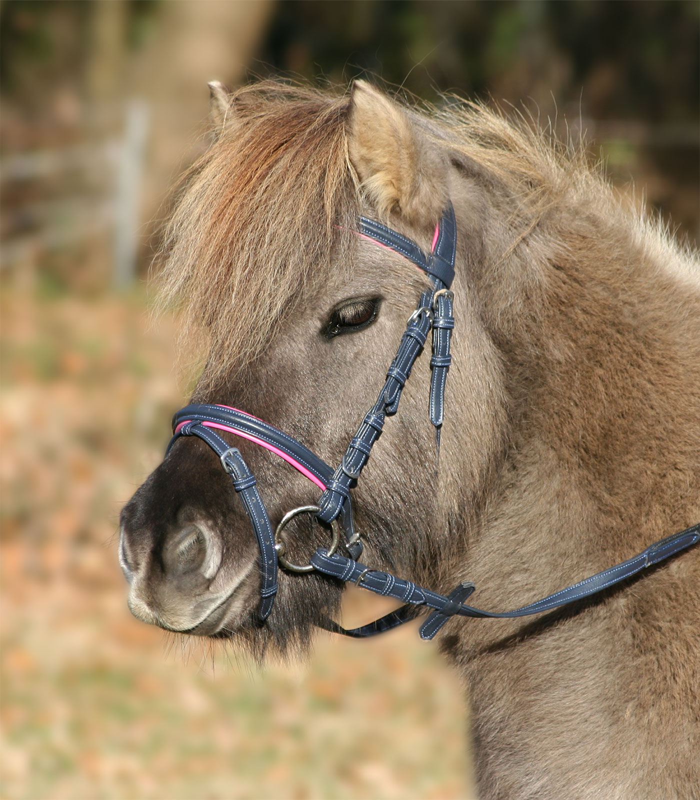 Unicorn Bridle 2 night blue/azalea