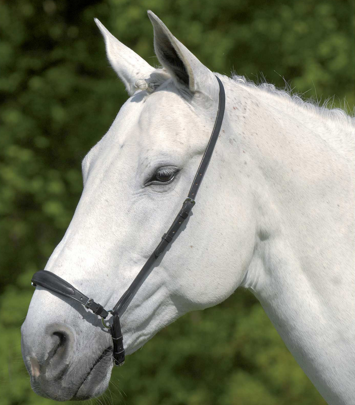 Waldhausen S-Line Drop Noseband, adjustable