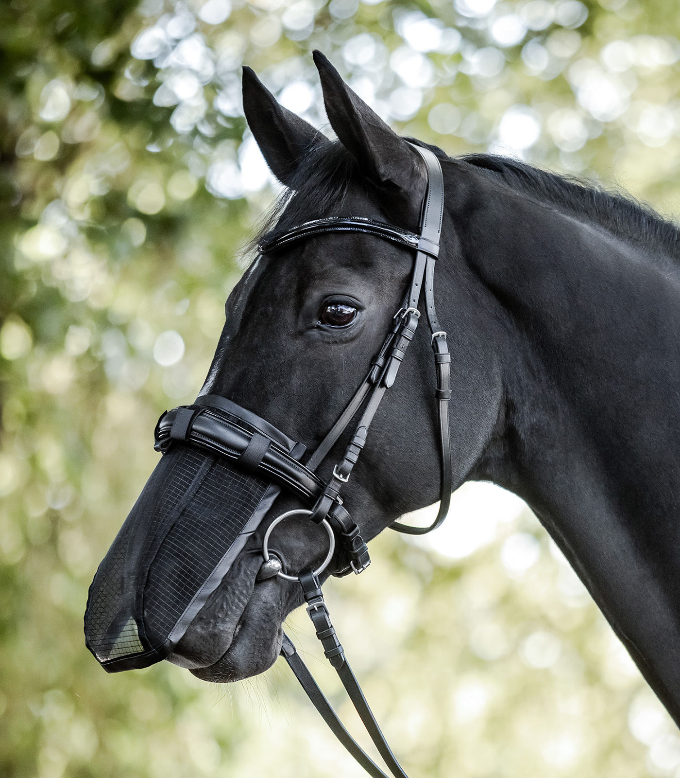 Waldhausen Modern Rosé Dressage Saddle Pad Black | Horse Riding Waldhausen Modern Rosé Dressage Saddle Pad Black | Horse Riding