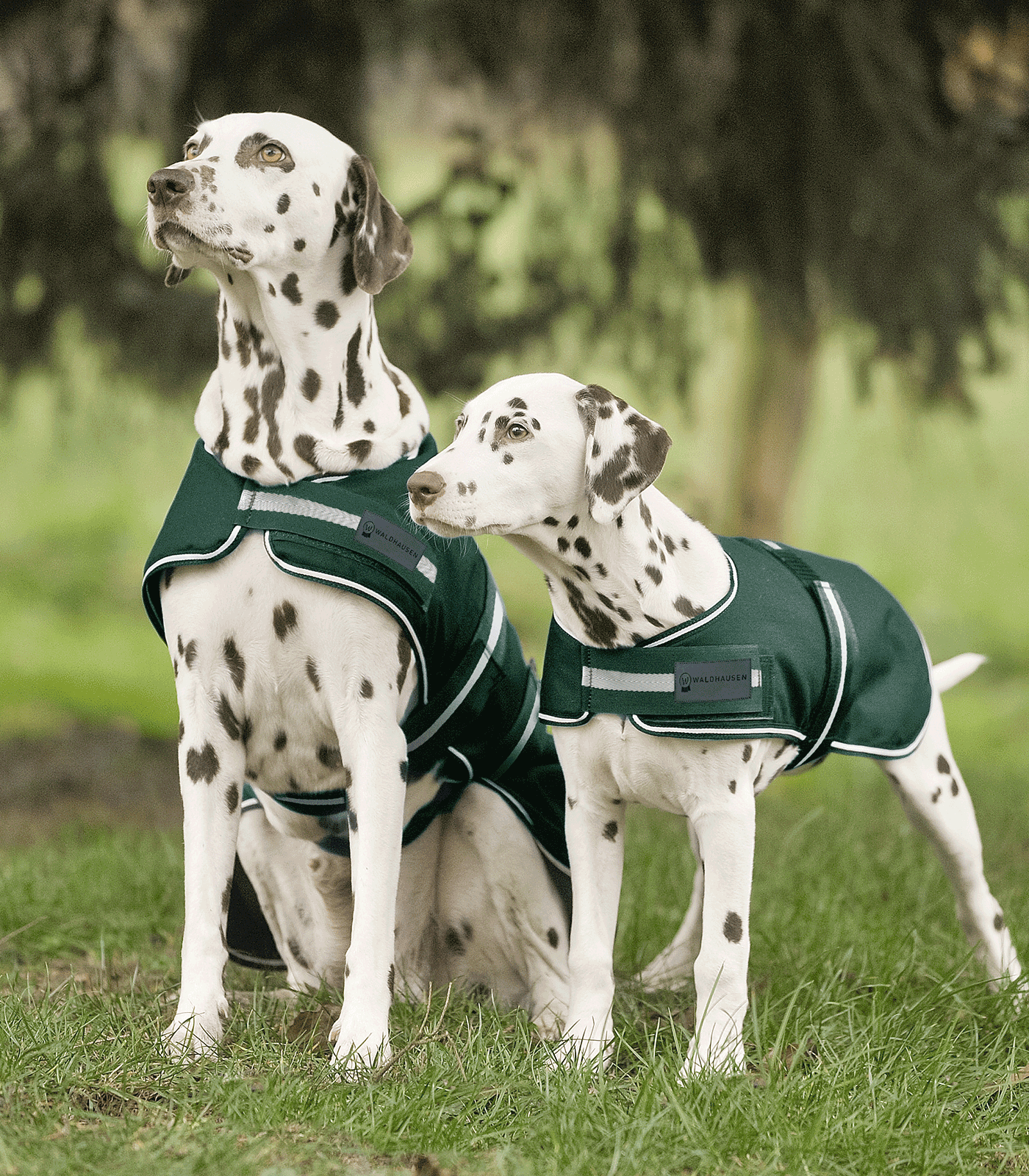 Regen-Hundedecke tannengrün