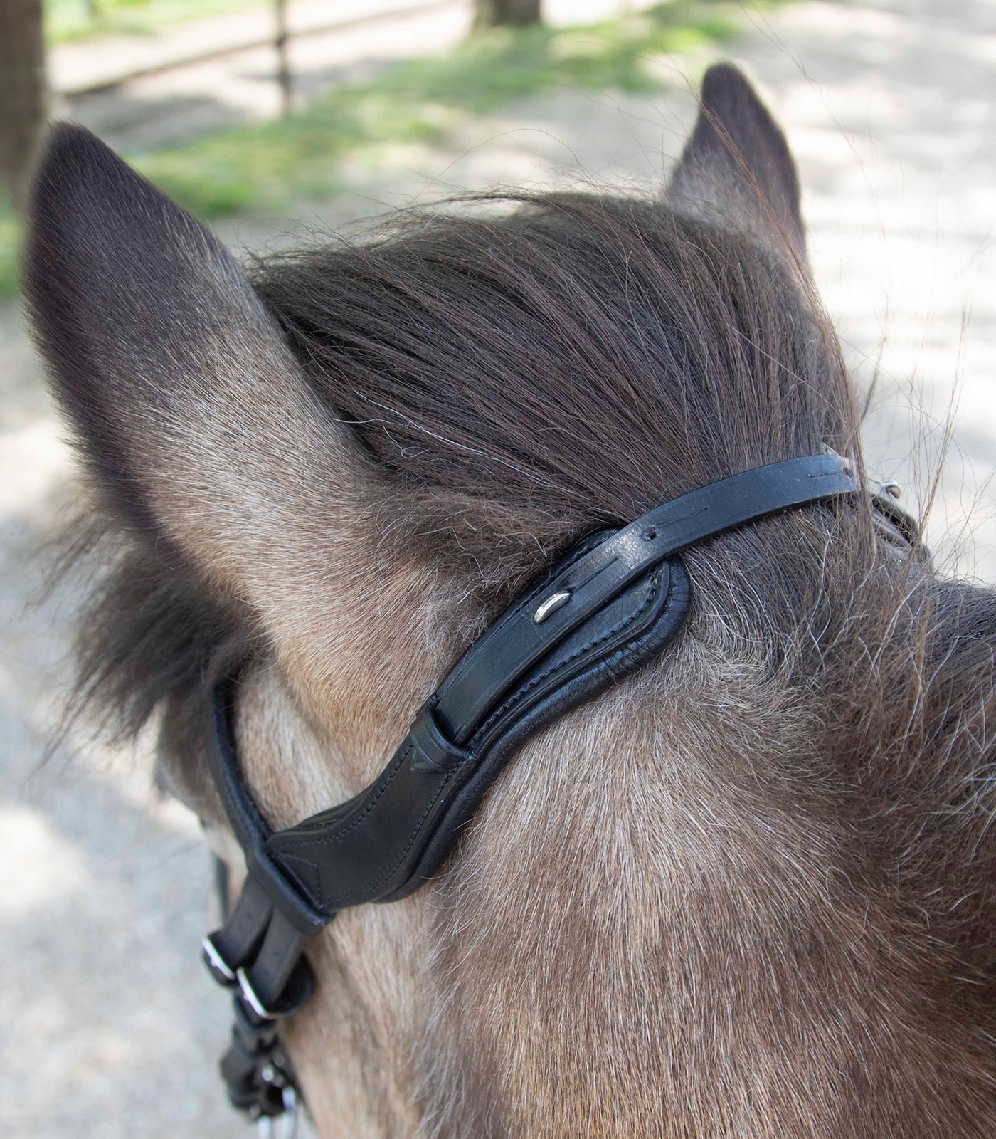 Anatomical Icelandic Bridle