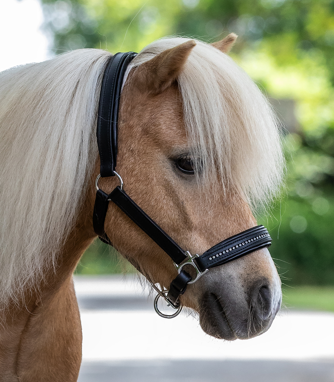 STAR Leather halter Diamond