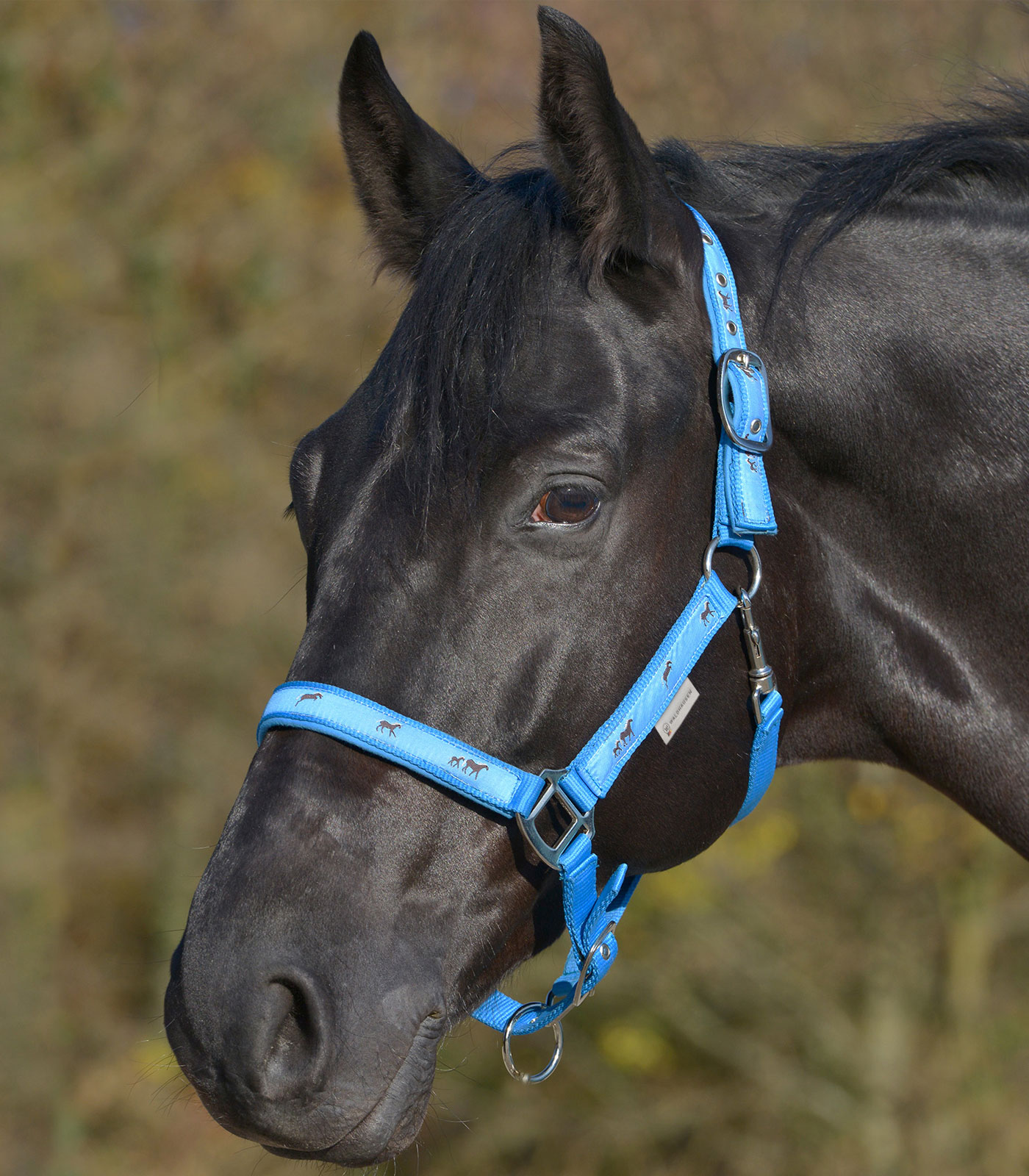 Little Horse Halter