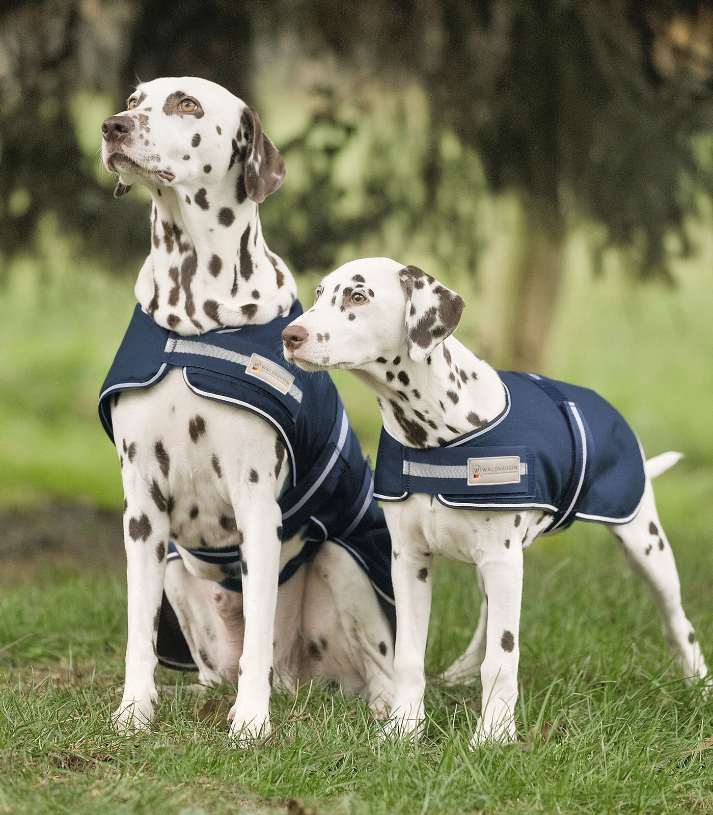 Manta para lluvia para perros azul marino