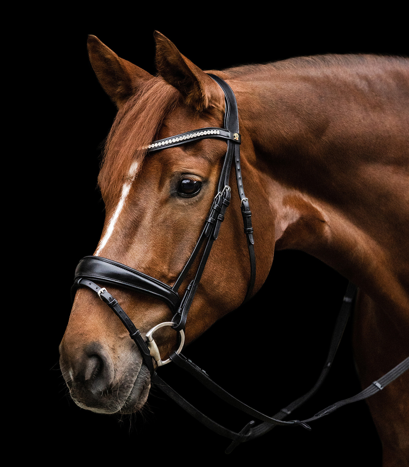 Waldhausen S-Line Essential Bridle