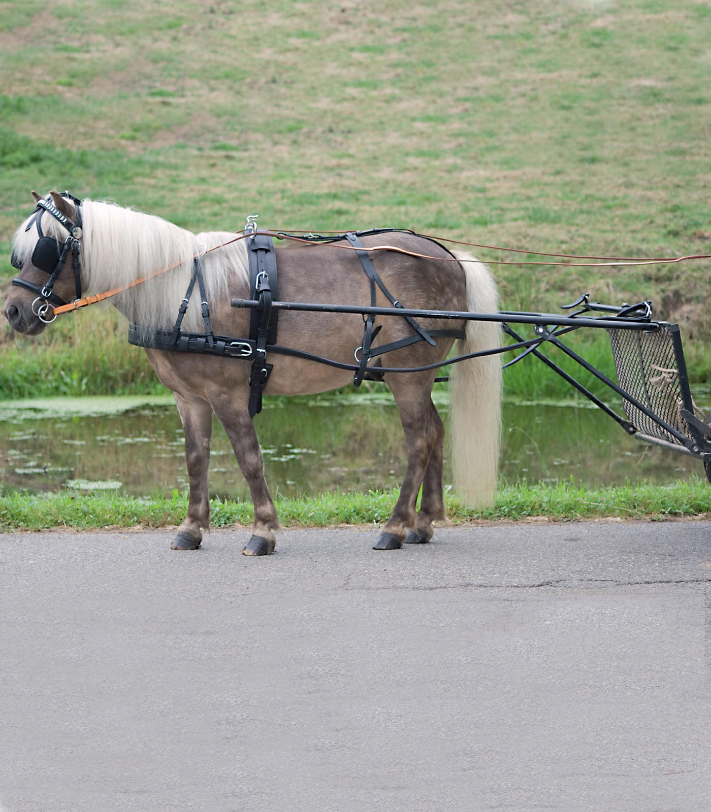 Einspänner Geschirr Economic, Pony und Shetty schwarz