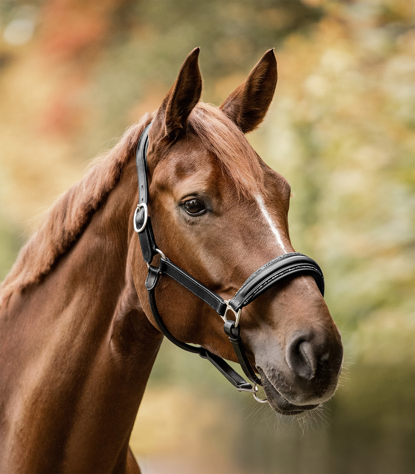 Glamour Waldhausen S-Line leather halter